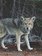 The Ugly Womanapos;s