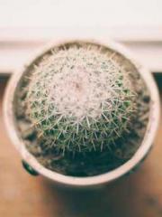 lt;Marry at first si