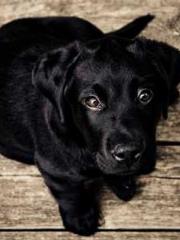 Lin Feng Lin Yun Yao