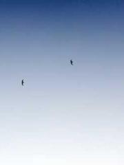 Fu Zi Mo Qin Luo Yan