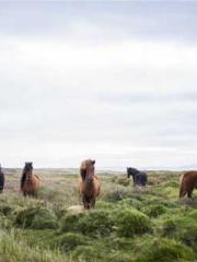 Celestial Eye: Peerl