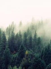 My seven stunning an