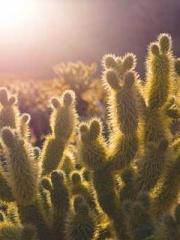 Double Blessing: CEO