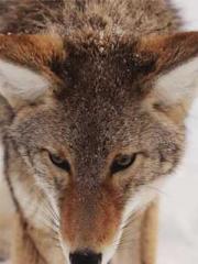 A Spicy Wife from th