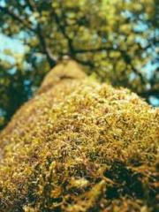 The  Princess  Rebor